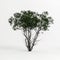 3d illustration of melaleuca lanceolata tree isolated on white background