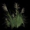 3d illustration of miscanthus bush isolated on black background