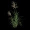 3d illustration of miscanthus bush isolated on black background