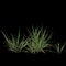 3d illustration of miscanthus bush isolated on black background