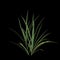 3d illustration of miscanthus bush isolated on black background