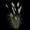 3d illustration of miscanthus sinensis bush isolated on black background