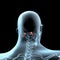 3d illustration of Obliquus capitis superior muscles anatomical position on xray body