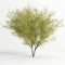 3d illustration of Parkinsonia florida tree isolated on white bachground