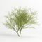 3d illustration of Parkinsonia florida tree isolated on white bachground