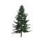 3d illustration of picea abies tree isolated on white background