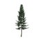 3d illustration of picea abies tree isolated on white background