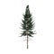 3d illustration of picea abies tree isolated on white background