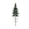 3d illustration of picea abies tree isolated on white background