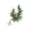 3d illustration of Picea breweriana tree isolated on white background