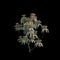 3d illustration of Pieris japonica bush isolated on black background