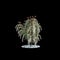 3d illustration of Pieris japonica tree isolated on black background