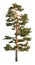 3D Illustration Pine Tree Isolated On White
