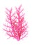 3D Illustration Pink Coral on White