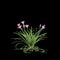 3d illustration of pink Zephyranthes bush isolated on black baclground