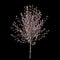 3d illustration of Prunus cerasifera flowering isolated on black background