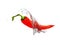 3D illustration of red chilly pepper on white background with water splash