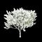 3d illustration of Salix caprea snow covered tree isolated on black background