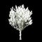 3d illustration of Salix caprea snow covered tree isolated on black background