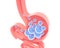 3D illustration of the schematic interior of the human stomach with gases.