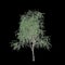 3d illustration of Schinus molle tree isolated on black background