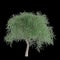 3d illustration of Schinus molle tree isolated on black background