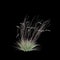 3d illustration of Schizachyrium Scoparium bush isolated on black background