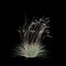 3d illustration of Schizachyrium Scoparium bush isolated on black background