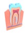 3d illustration of the section of a tooth showing the anatomical interior.