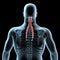 3d illustration of the semispinalis capitis muscles anatomical position on xray body