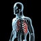 3d illustration of the serratus anterior muscles anatomical position on xray body