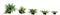 3d illustration of set Asplenium Nidus bush isolated on white baclground