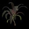 3d illustration of set cordyline fruticosa plant isolated on black background