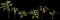 3d illustration of set cordyline petiolaris plant isolated on black background human\\\'s eye view