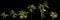 3d illustration of set cordyline petiolaris plant isolated on black background human\\\'s eye view