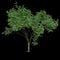 3d illustration of set Millettia pinnata tree isolated on black background