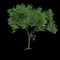 3d illustration of set Millettia pinnata tree isolated on black background