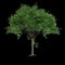 3d illustration of set Millettia pinnata tree isolated on black background