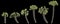 3d illustration of set Pritchardia filifera palm isolated on black background