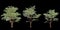 3d illustration of set Stewartia monadelpha tree isolated on black background