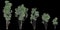 3d illustration of set Toona sinensis tree isolated on black background