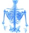 3D illustration of shiny blue skeleton system.