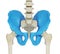 3d illustration of the skeletal hip