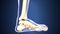3d illustration of skeleton feet bone anatomy