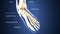 3d illustration of skeleton foot bone anatomy