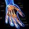 3d illustration of skeleton hand bone anatomy.