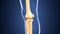 3d illustration of skeleton knee bone anatomy