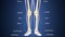 3d illustration of skeleton leg bone anatomy