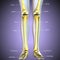 3d illustration of skeleton leg bone anatomy