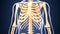 3d illustration of skeleton ribs bone anatomy